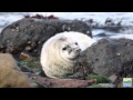 Atlantic Grey Seal Pup