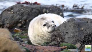 Atlantic Grey Seal Pup