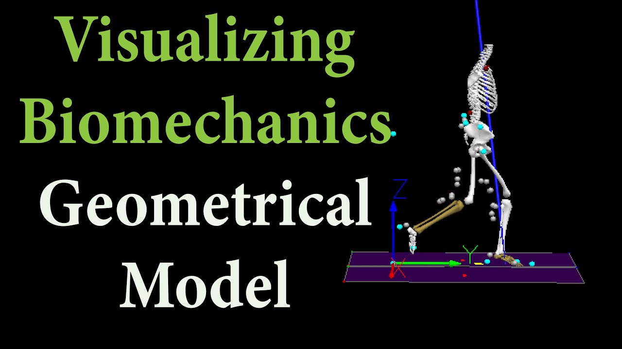Visualizing Biomechanics | Geometrical Model | Human Gait Videos - YouTube