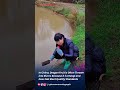 Dragon Fruit Is Often Thrown Into Rivers Because It Is Cheap And Does Not Meet Quality Standards 