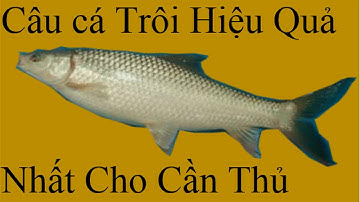 Những Kinh Nghiệm Câu Cá Trôi Rất Hiệu Quả Cho Cần Thủ