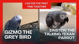 Gizmo and Einstein Are Live Together for the First Time
