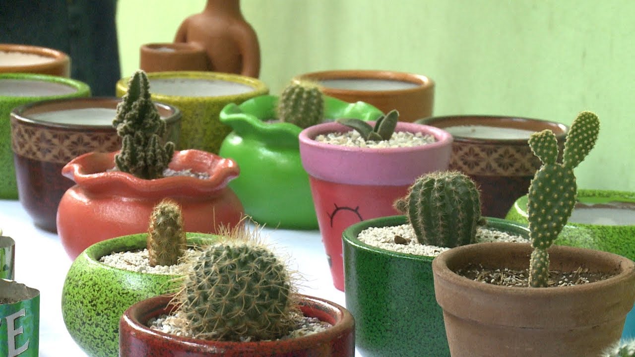 canal 13 fugitiva Amantes a los cactus aprenden sobre el cuido al cultivar estos ejemplares