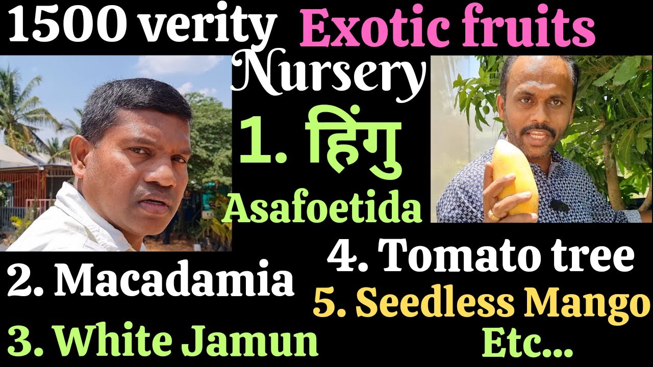 Exotic fruit farming, 1500 verity fruits, exotic fruit nursery, देशी विदेशी फल, 