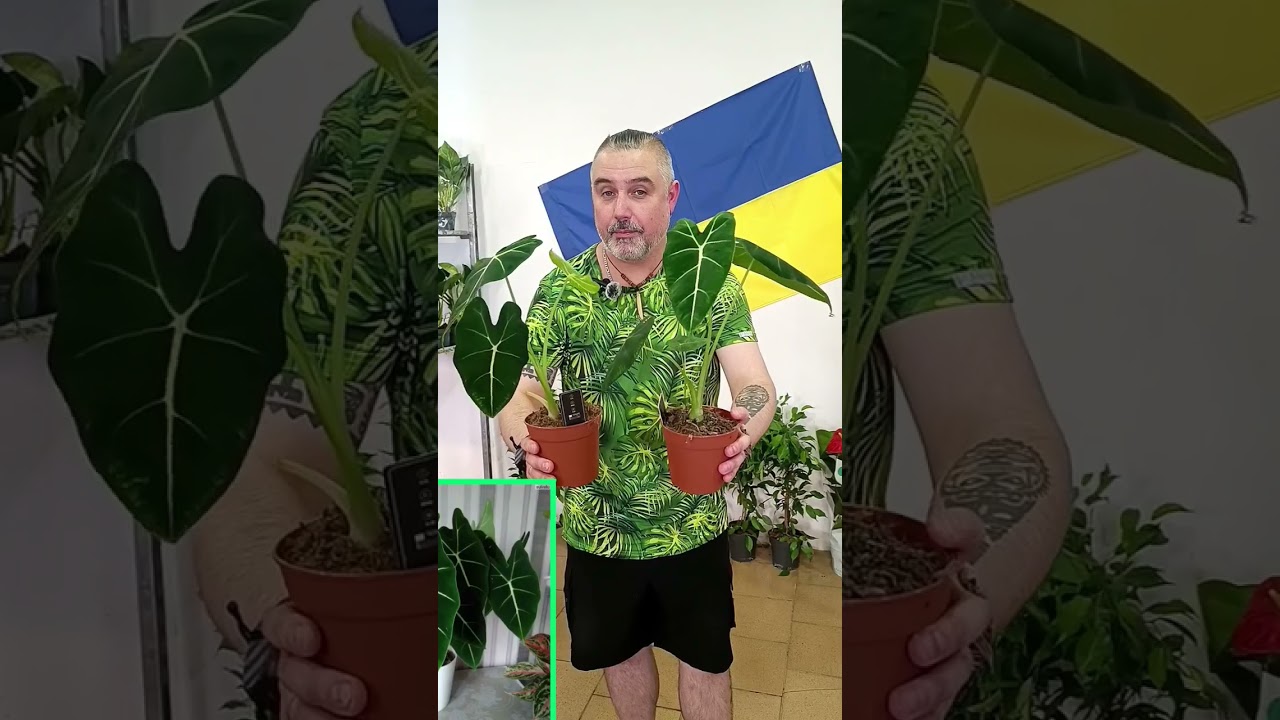 Алоказия Мишольца, или Фрайдек! Цена 265 гривен! Бронь в вайбер 0996782355 