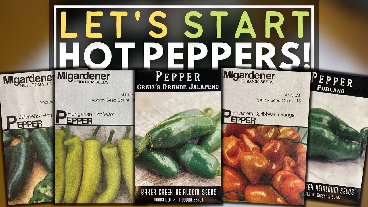 STARTING HOT PEPPER SEEDS INDOORS YouTube