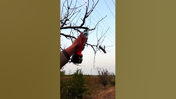 Multi-function cutting scissors #short M754