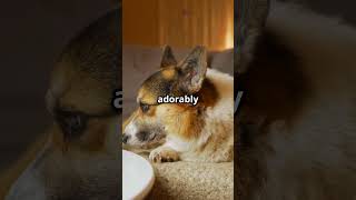 Exposing the cutest moments in the animal kingdom