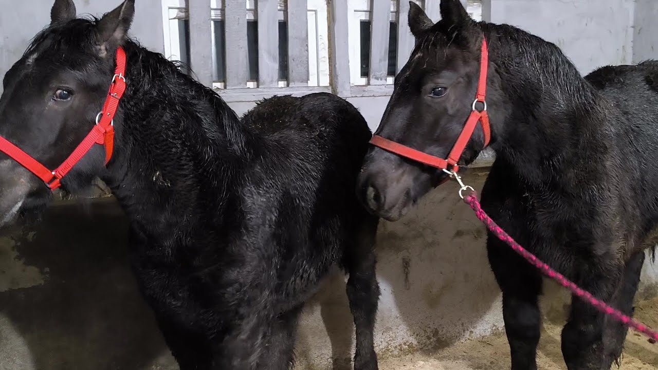 ВОРОНА КРАСУНЯ ШАНЕЛЬ ПЕРЕЇХАЛА ДО НАШОГО ГОСПОДАРСТВА