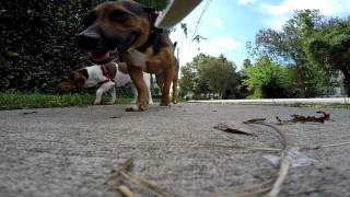 Naich And Grey Being Dogs