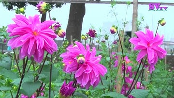 Hoa Thược Dược - Nét đẹp tinh tế