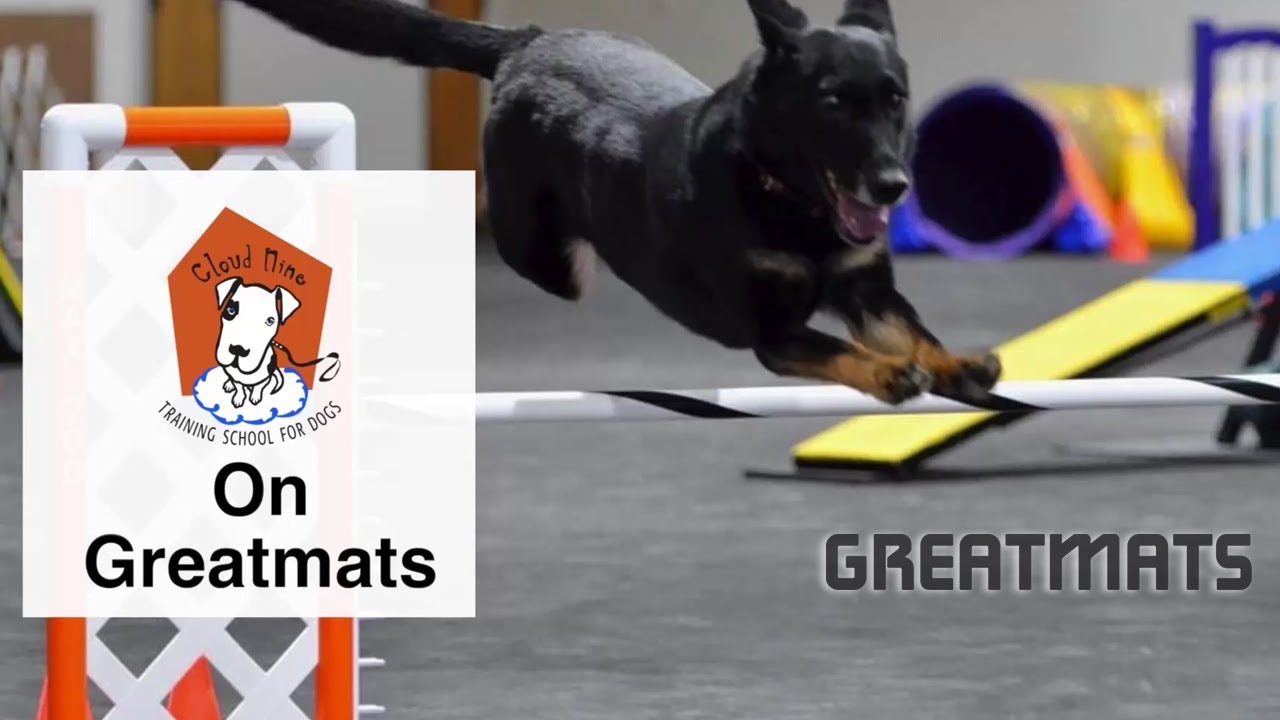 Cloud Nine Training School On Greatmats Dog Agility Mats Interlocking cloud-nine-training-school-on-greatmats-dog-agility-mats-interlocking