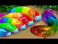 Stop motion asmr  battle of fish  catfish hunting colorful koi fish eels