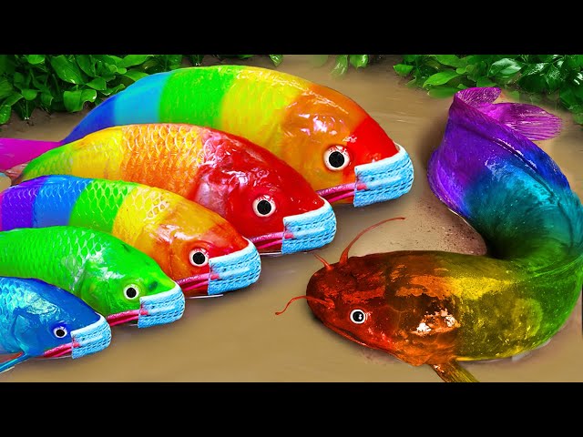 Stop Motion ASMR - Battle of fish - Catfish hunting colorful Koi Fish Eels class=