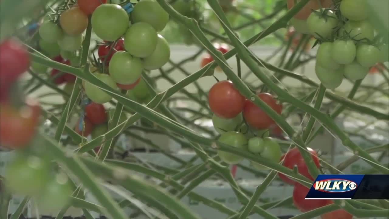 Kentucky company AppHarvest sets out to increase food supply, create