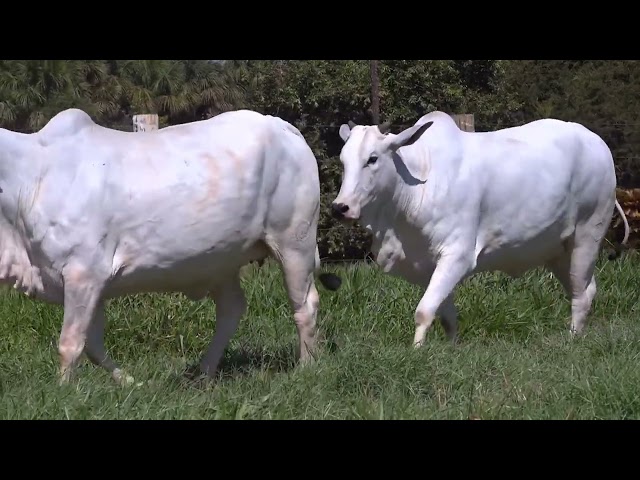 Lote 10   Leilão Virtual de Fêmeas Nelore RSAN