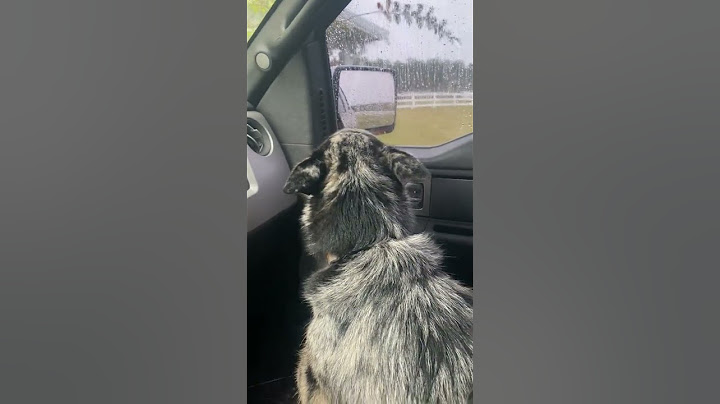 Sad Dog Thinks He Is Replaced By Cow