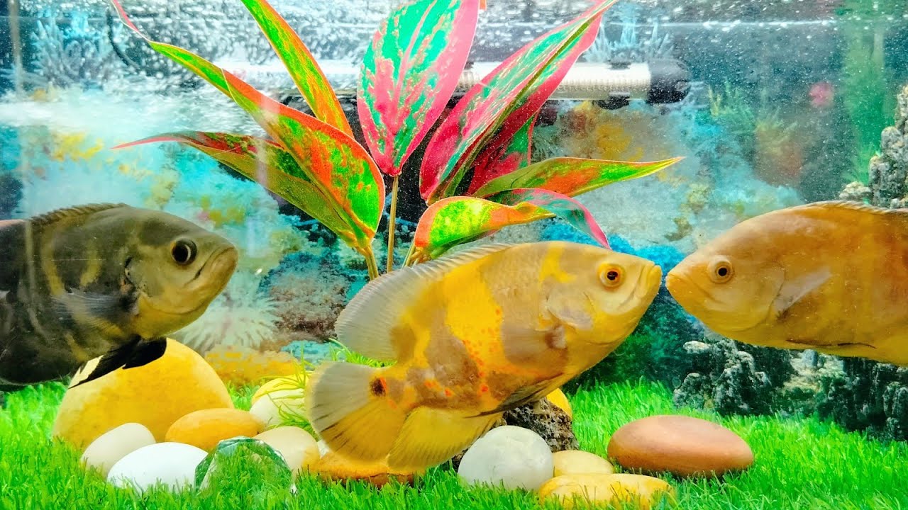 My Oscar Fish aquarium setup amazing decoration mind blowing setup