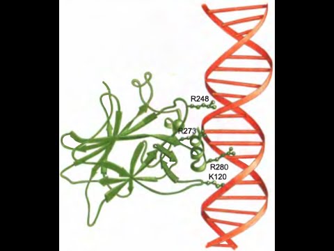 ДНК-связывающие мотивы в белках, регулирующих экспрессию генов