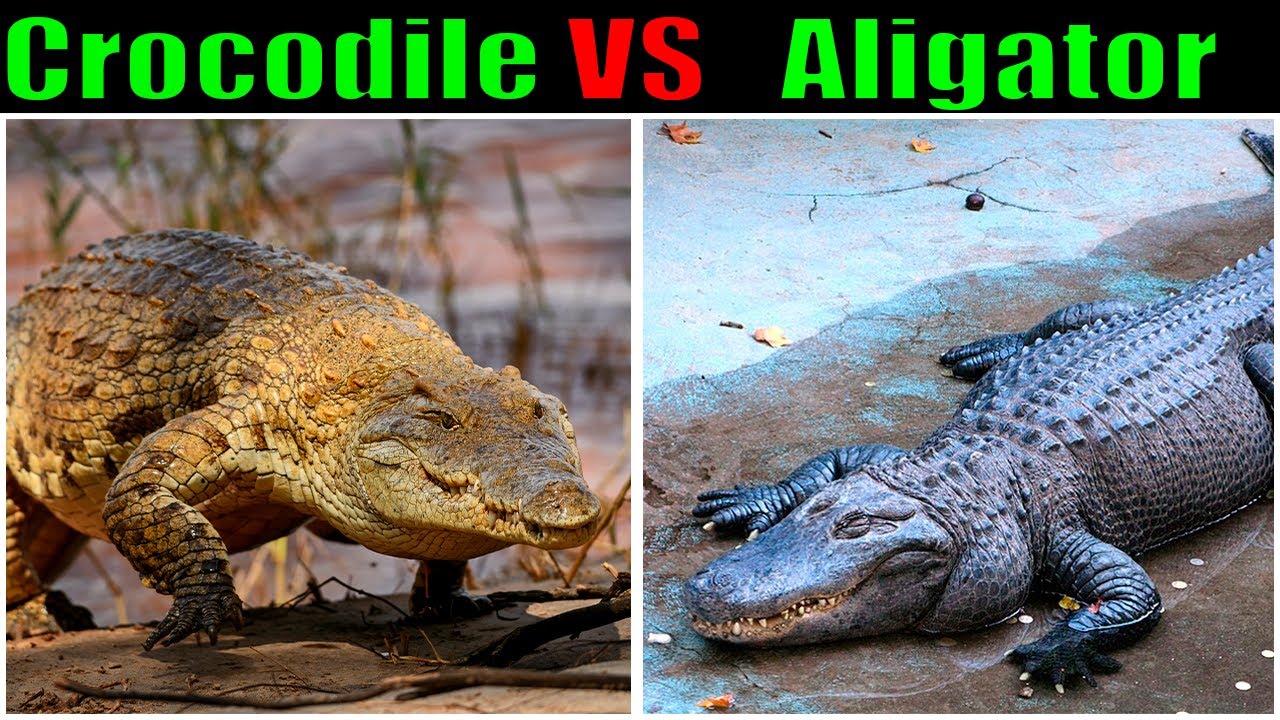 Who Is Stronger Crocodile Or Alligator