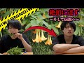 【あの悪夢再び…】合法トリップチョウセンアサガオを摂取してガンギマリ~とみー編/前編~