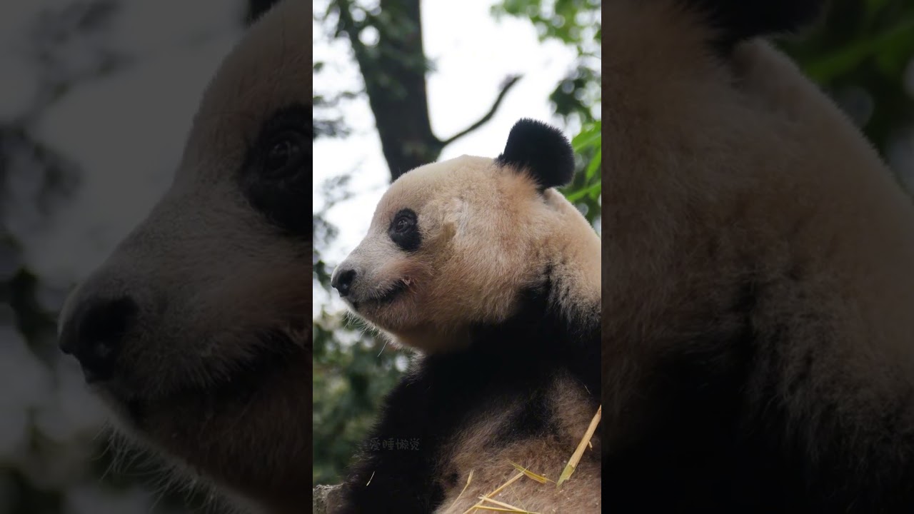 「今日は誰が来たか見てみましょう！」 香香姫は丘の上に座って、大きなガラス窓の外にいる二足歩行の動物たちを眺めていました～🤭❤️