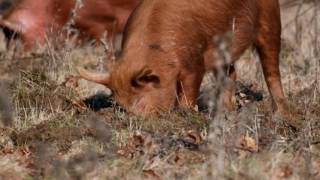 Knepp Wildland Pigs and Robins