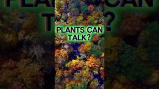 Why Plants Are Smarter Than You Ever Imagined 🪴 🧠 #Plants #NatureIsSmart