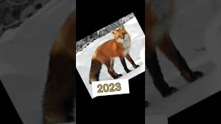 2023 fox ?? vs 5000 Bce fox ??||#viral #trending #adventure #shorts