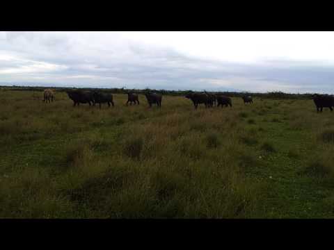 კამეჩები იმერეთი