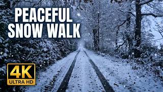 Frozen Forest Road | Deep Relaxation Winter Soundscape
