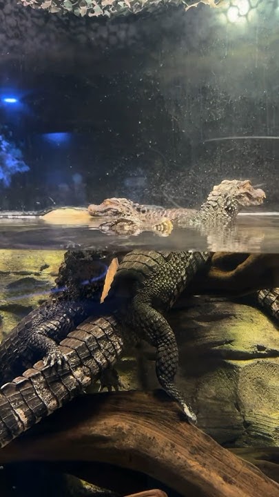 world-s-largest-geckos-youtube