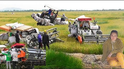 ba máy cắt lúa binh tóc độ cắt lúa ô em 18 rất nhanh giá lúa ô em 7900₫K tập3 maibangtv