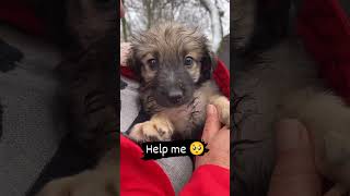 Unstoppable Dog Lover