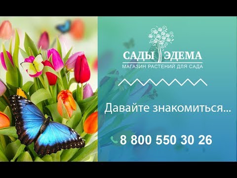 райский сад питомник. сады эдема рф каталог интернет магазин. сады эдема питомник растений. сады эдема питомник растений. ива цельнолистная хакуро никиши.