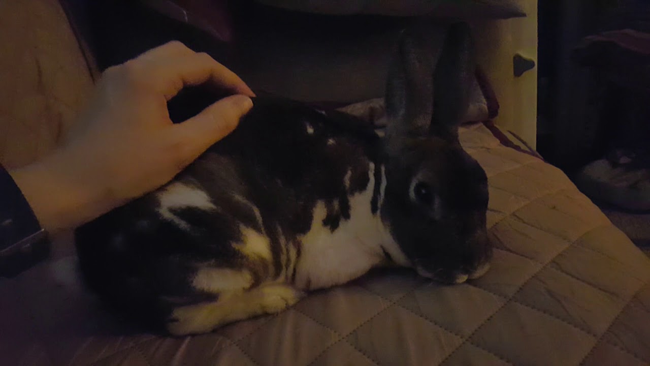 Artax the bunny... an abused rabbit rehabilitated - YouTube