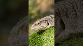 How to tame your Savannah monitor!