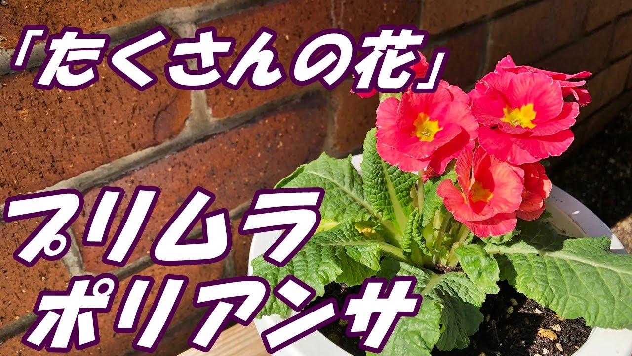 花 プリムラ ポリアンサの育て方 植え付け Youtube