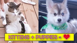 Funny Kittens And Puppies Doing Funny Things - Try Not To Laugh Petastic