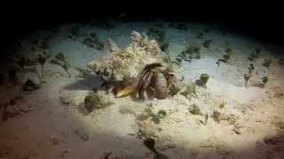 Nbtt Diving The San Clemente Reef In Cozumel