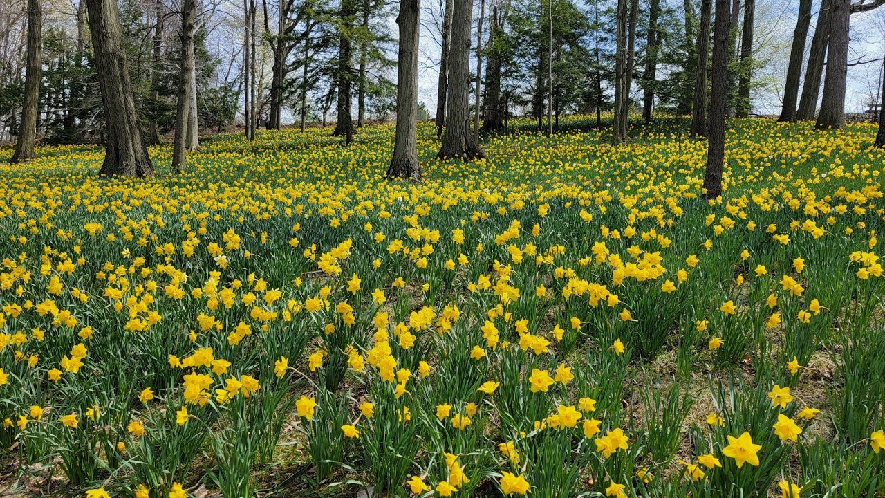 Daffodil Hill at Lake View Cemetery in Spring Cleveland, OH (April 14