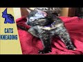 Discover Cat Air Biscuits, Funny Pets Comp - 5 | All Pets | | Pets Best | Biscuits Cat