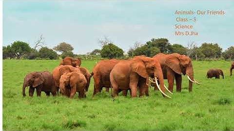 Science Chapter 4 Animals- Our Friends Class V by Mrs D Jha