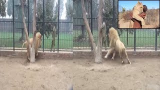 lion playing with man in lahore Farm house by Birds and Pets Information 816 views 5 years ago 1 minute, 16 seconds