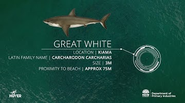 Hover UAV -Drones detect sharks at Kiama, NSW