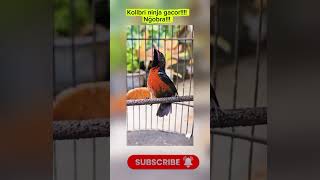 Kolibri Ninja Gacor \