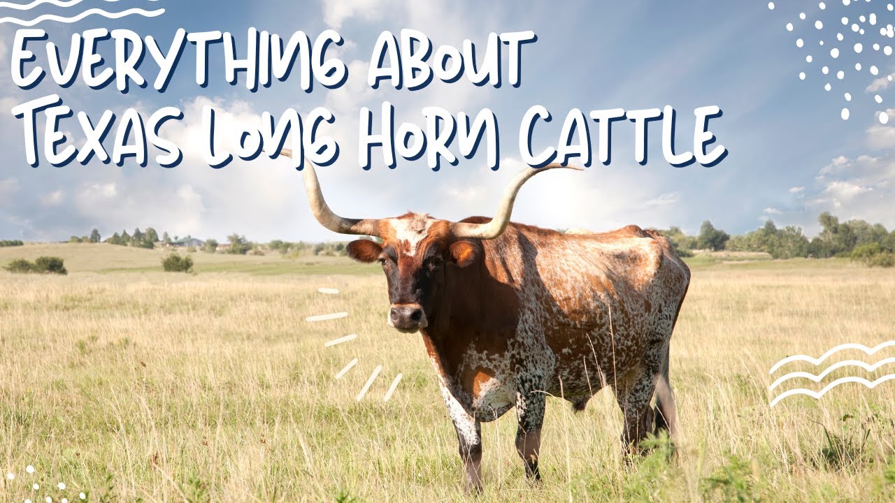Texas Longhorn Cattle: The Steer that Tamed the Wild West