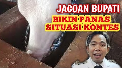 jagoan gus bupati Jember di kontes sapi appsi di combor