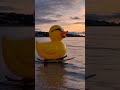 Rubber duck surfing skills are actually insane #skills #satisfying