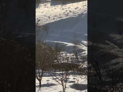    باریدن الماس الماس برف زمستان    